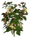 Цветы в PNG